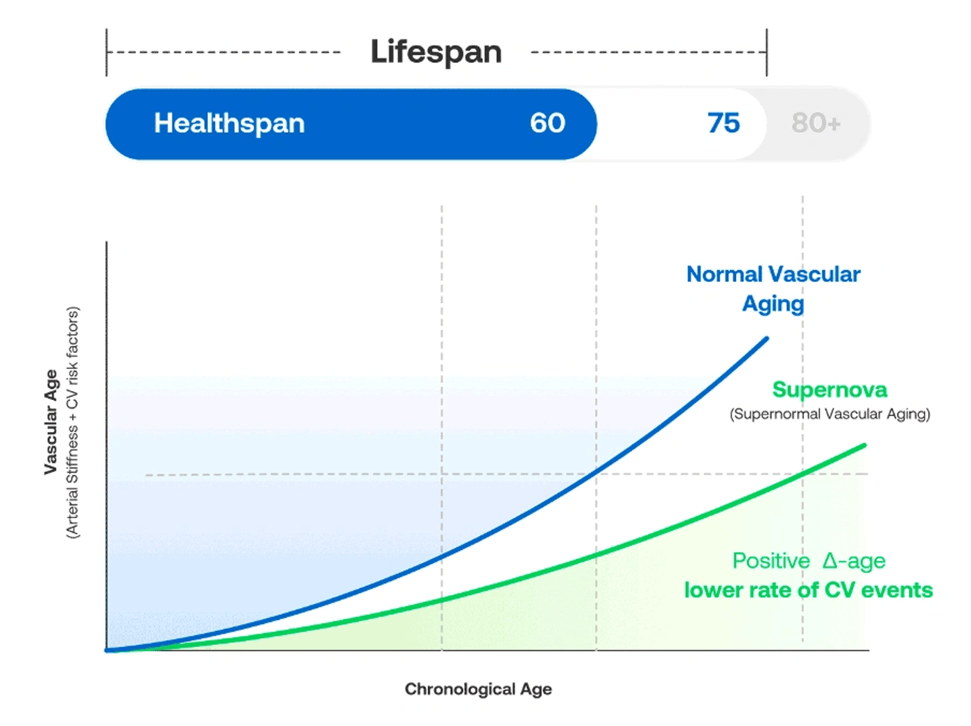 Vascular aging illustration from the arterial report